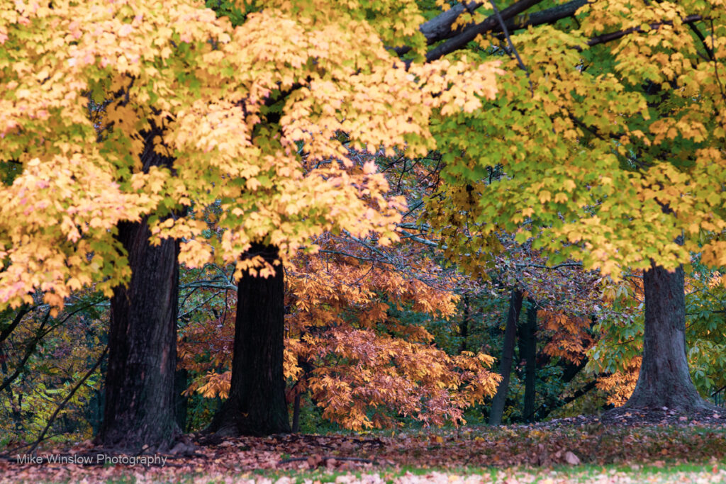 Saint Charles Mo Photographer, Saint Louis Photographer, photography, branding, art, portraiture, Forest Park Autumn Colors