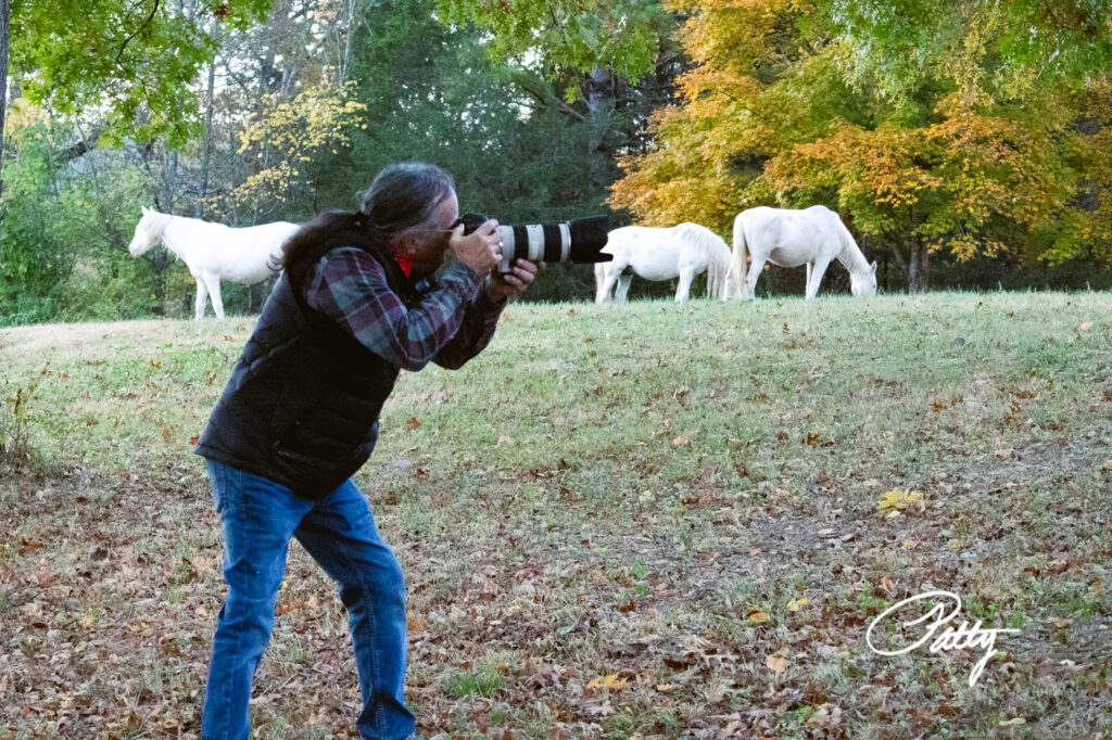 Missouri wild horses round spring herd