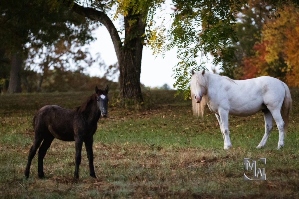 Missouri wild horses round spring herd