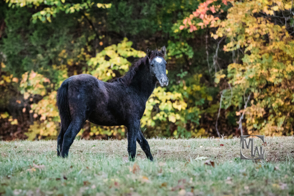 Missouri wild horses round spring herd