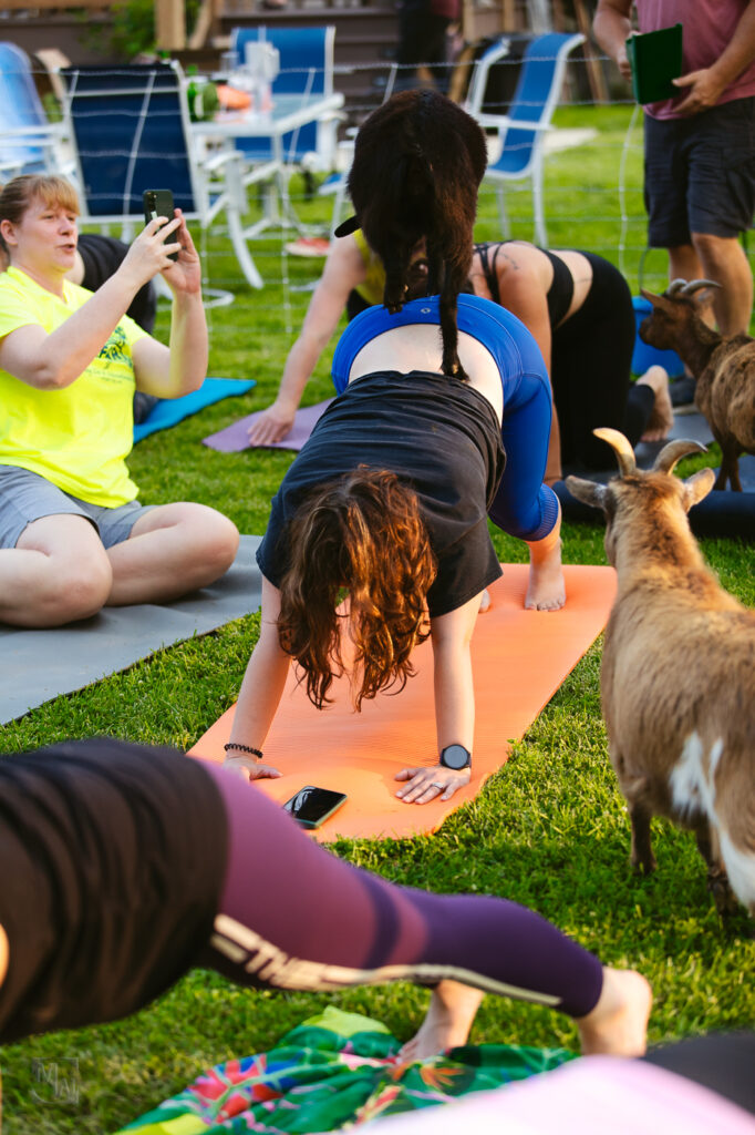 Goat Yoga