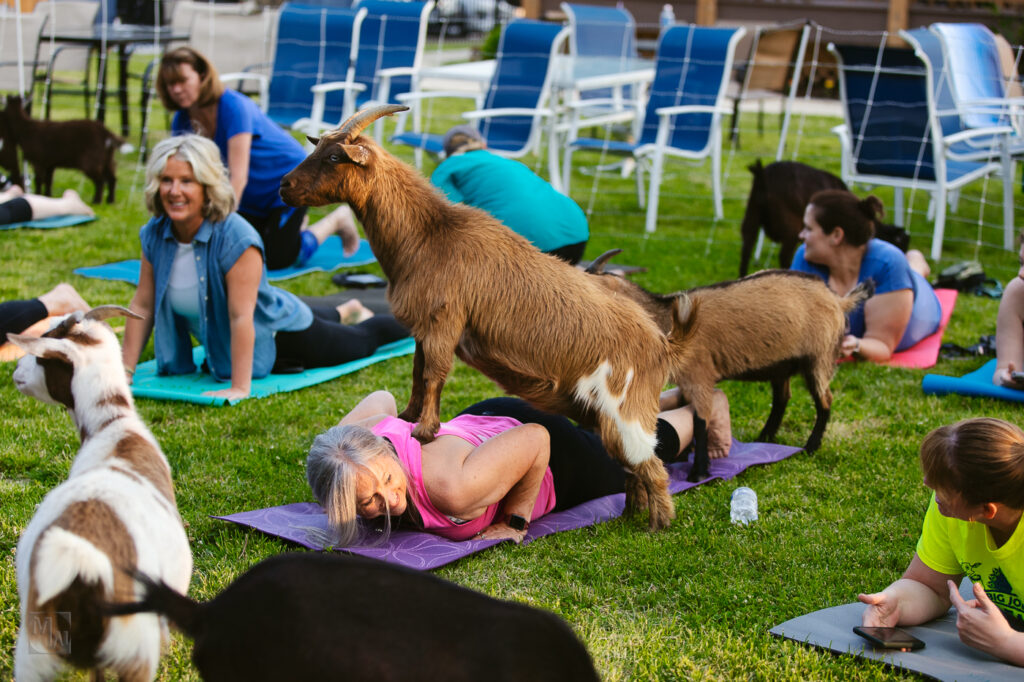 Goat Yoga