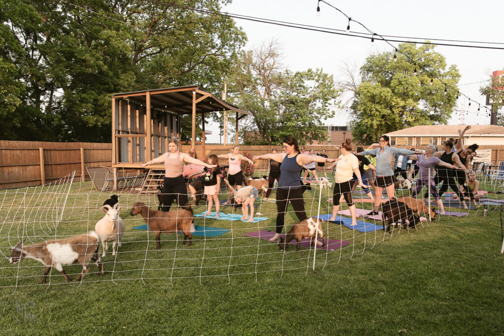 Goat Yoga