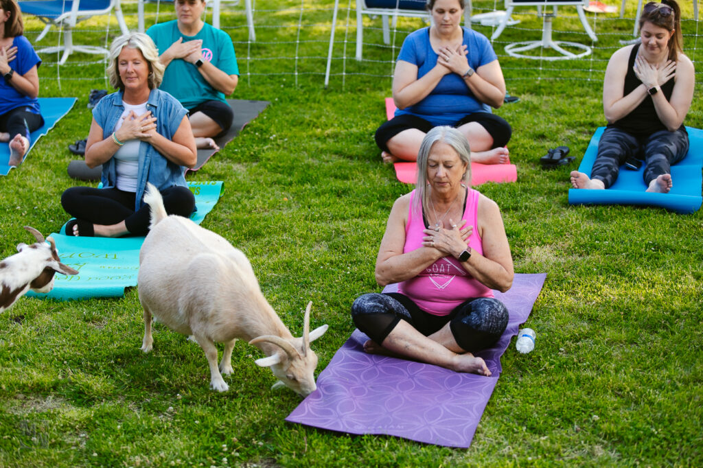 Goat Yoga