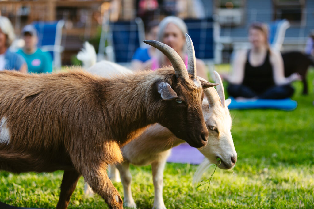 Goat Yoga