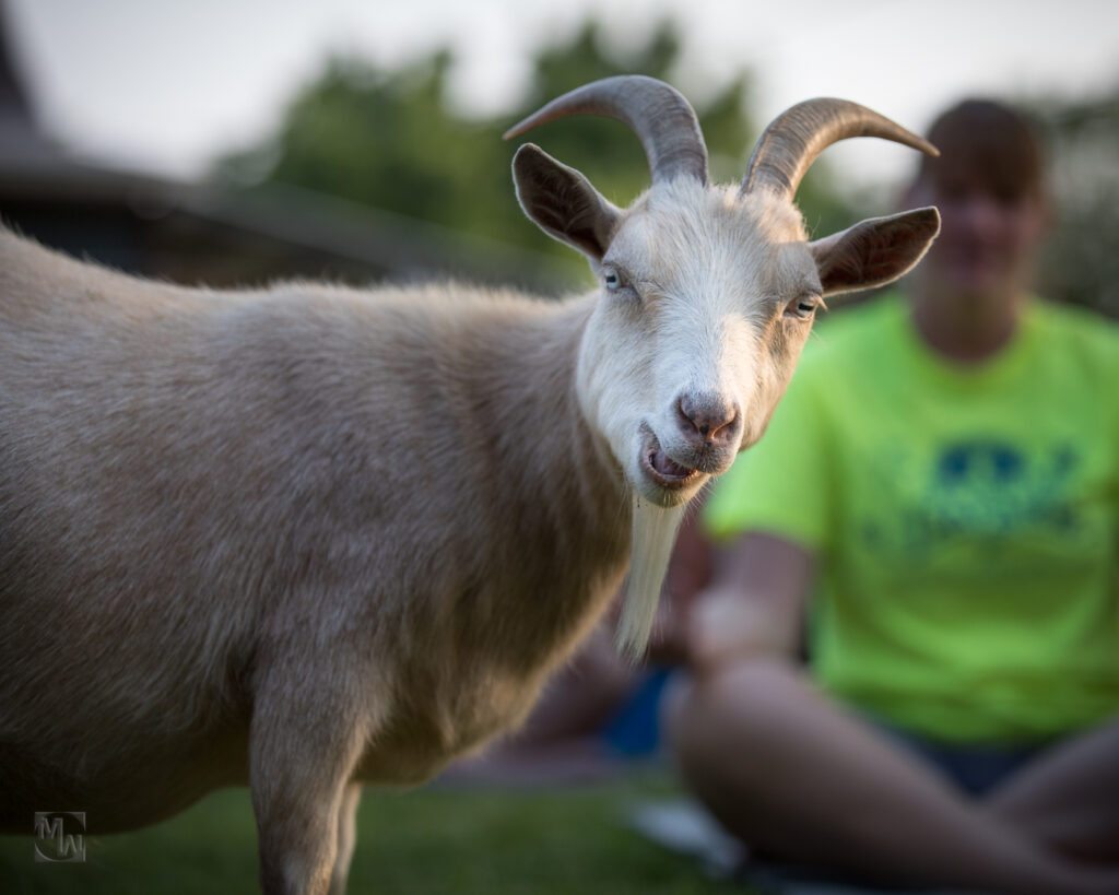 Goat Yoga