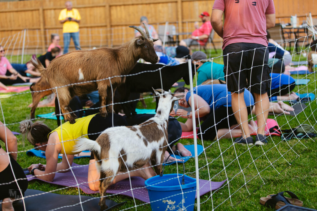 Goat Yoga