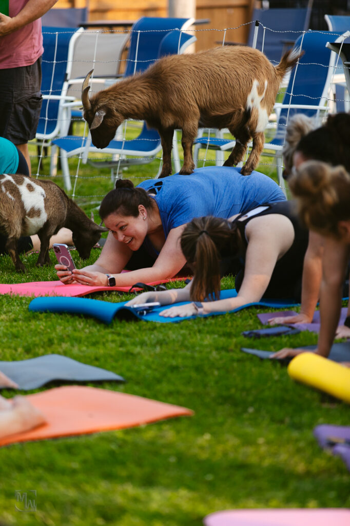 Goat Yoga