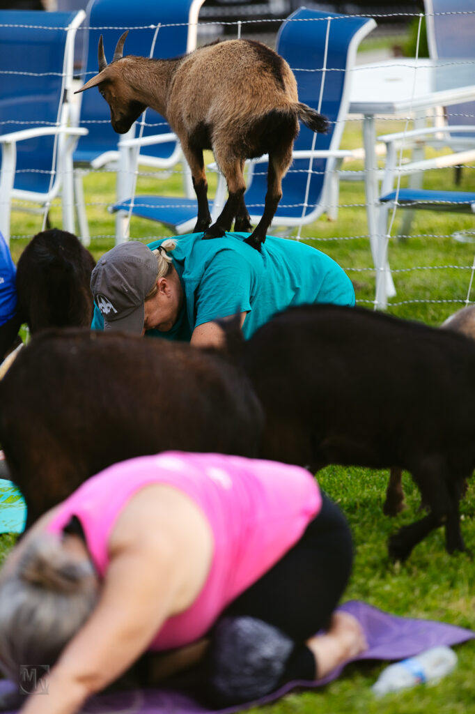 Goat Yoga