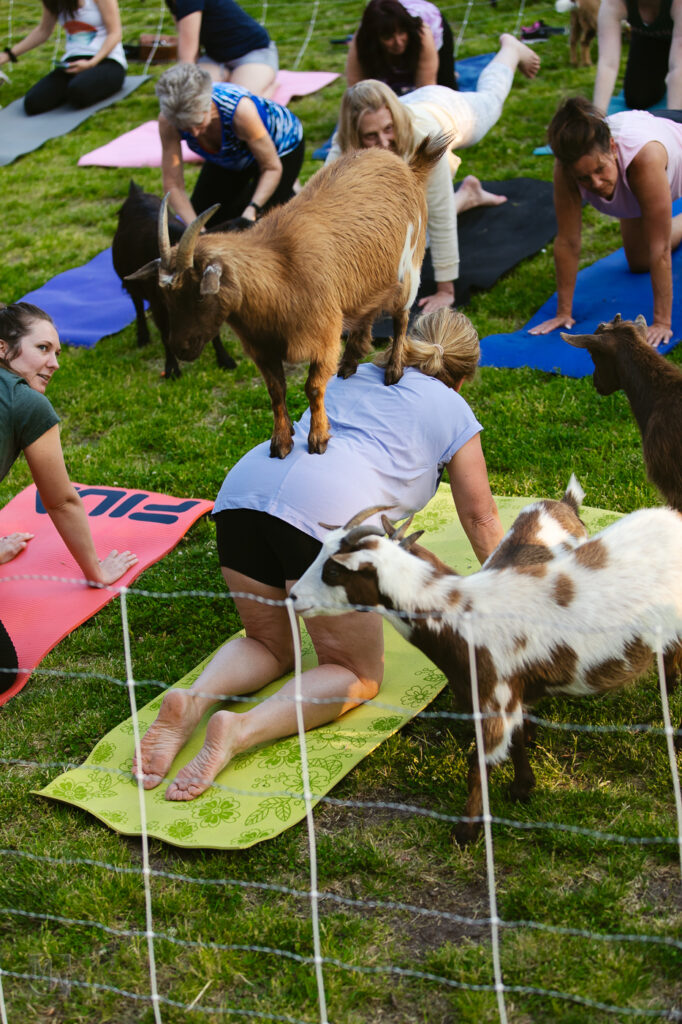 Goat Yoga