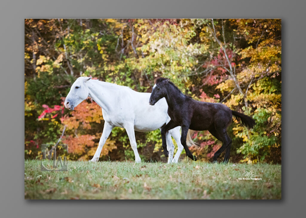 Photo of 2 wild horses. A mare and her colt