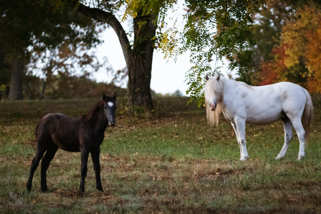 Photographer and wild horses