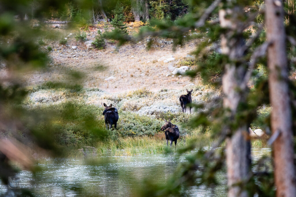 moose in lake